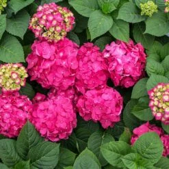 Endless Summer® Summer Crush® Hydrangea -Garden Plants SUmmer Crush Endless SUmmer Hydrangea 11 FGT