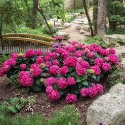 Endless Summer® Summer Crush® Hydrangea -Garden Plants SUmmer Crush Endless SUmmer Hydrangea 3 FGYT
