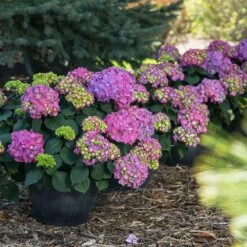 Endless Summer® Summer Crush® Hydrangea -Garden Plants SUmmer Crush Endless SUmmer Hydrangea 9 FGT