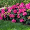 Endless Summer® Summer Crush® Hydrangea -Garden Plants SUmmer Crush Endless SUmmer Hydrangea FGT 600x600 0b6c1771 f284 47de aec9 fd3a74118d9a