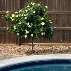 Sunny Knock Out® Rose Tree -Garden Plants SUnny knockout Rose Tree 3