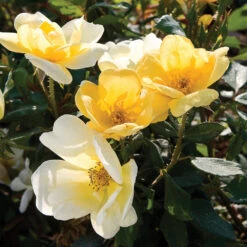 Sunny Knock Out® Rose Tree -Garden Plants SUnny knockout Rose Tree 4 FGT