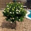 Sunny Knock Out® Rose Tree -Garden Plants SUnny knockout Rose Tree FGT 600x600 e7cea815 3cdf 4b5d 992e 2a43e91401b3