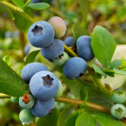 Sunshine Blue Blueberry Bush 7 Sunshine Blue Blueberry Bush -Garden Plants SUnshine BLue Blueberry 2