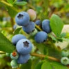 Sunshine Blue Blueberry Bush -Garden Plants SUnshine BLue Blueberry 600x600 098e1864 ee66 427c 8dcd c9654f9f3607