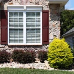 Sunshine Ligustrum Shrub -Garden Plants SUnshine Ligustrum 5