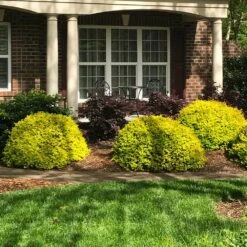 Sunshine Ligustrum Shrub -Garden Plants SUnshine Ligustrum 7 e9be5f8f a606 4495 ac32 d8f61b2e15c7