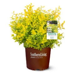 Sunshine Ligustrum Shrub -Garden Plants SUnshine Ligustrum 9