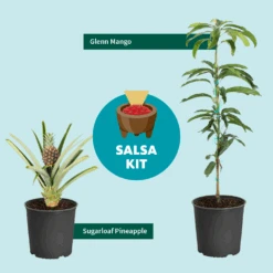 Sugarloaf Pineapple Plant 9 Sugarloaf Pineapple Plant -Garden Plants Salsa Kit Graphic 6c76dae2 528b 42b5 ba01 cf2c5208bd17
