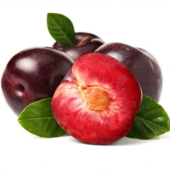 Satsuma Plum Tree 10 Satsuma Plum Tree -Garden Plants Satsuma Plum 2