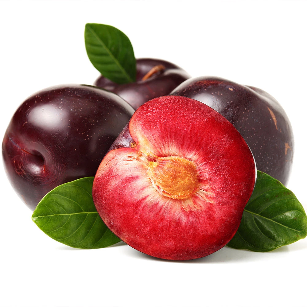 Satsuma Plum Tree 5 Satsuma Plum Tree - Image 3