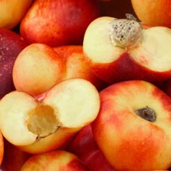 Donut Saturn Peach Tree -Garden Plants Saturn Peach Tree 1 c5562afa 6180 4bc9 93b7 f9f53b5d2cd0