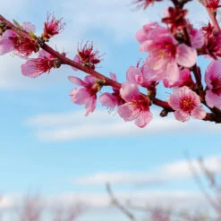 Donut Saturn Peach Tree -Garden Plants Saturn Peach Tree 4 19c82b04 5fc8 4f38 9ffb 3e59ae0ee35b