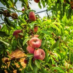 Donut Saturn Peach Tree -Garden Plants Saturn Peach Tree 5 21ea4320 798c 41bd 932e b7297febbf6c