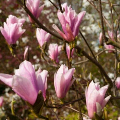 Saucer Magnolia Tree 9 Saucer Magnolia Tree -Garden Plants Saucer Magnolia 2 FGT