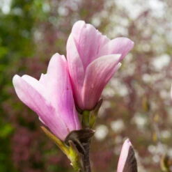 Saucer Magnolia Tree 10 Saucer Magnolia Tree -Garden Plants Saucer Magnolia 3