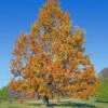 Sawtooth Oak Tree -Garden Plants Sawtooth Oak Tree FGT 600x600 74e4d3cc aacc 4698 8c15 b9038cc02f3f