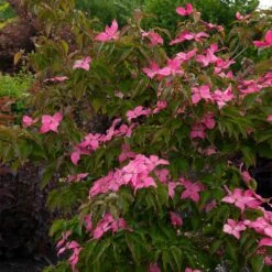 Scarlet Fire® Dogwood Tree -Garden Plants Scarlett Fire 1