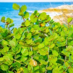 Sea Grape Bush -Garden Plants Sea Gape 1