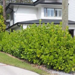 Sea Grape Bush -Garden Plants Sea Gape 6