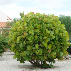 Sea Grape Bush -Garden Plants Sea Gape 7