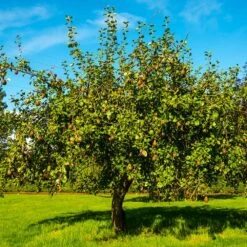 Seckel Pear Tree -Garden Plants Seckel Pear 1