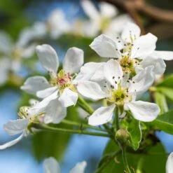 Seckel Pear Tree -Garden Plants Seckel Pear 2 7d2a102a 713b 4221 939e 3768011bee6b