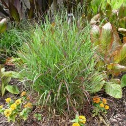 Shenandoah Switch Grass -Garden Plants Shenandoah Switch Grass 4