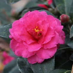 Camellia 'Shi-Shi Gashira' Shrub -Garden Plants ShiSHi Gashira Camellia 3 FGT