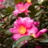 Camellia 'Shi-Shi Gashira' Shrub -Garden Plants ShiSHi Gashira Camellia FGT 600x600 bafe4450 79ed 4016 84c6 d7fcb64225e8