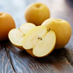 Shinseiki Asian Pear 10 Shinseiki Asian Pear -Garden Plants Shinseiki Asian Pear 5 FGT