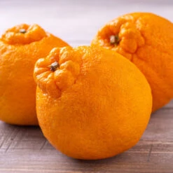 Shiranui Mandarin Tree -Garden Plants Shiranui Mandarin 4 FGT