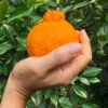Shiranui Mandarin Tree -Garden Plants Shiranui Mandarin FGT 600x600 98332590 6642 4599 8f80 e177d64ac552