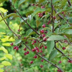 Show Time™ Crabapple Tree -Garden Plants Show Time Crabapple 1