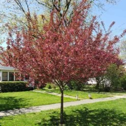 Show Time™ Crabapple Tree -Garden Plants Show Time Crabapple 3
