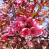 Show Time™ Crabapple Tree -Garden Plants Show Time Crabapple 600x600 1eed0a0f 6705 4b3e 936f 95c02a5f2eb7