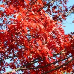 Shumard Oak Tree -Garden Plants Shumard Oak 3