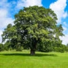 Shumard Oak Tree 1 Shumard Oak Tree -Garden Plants Shumard Oak 600x600 f28082d9 6726 4ad7 9de2 eb3aefc65ceb