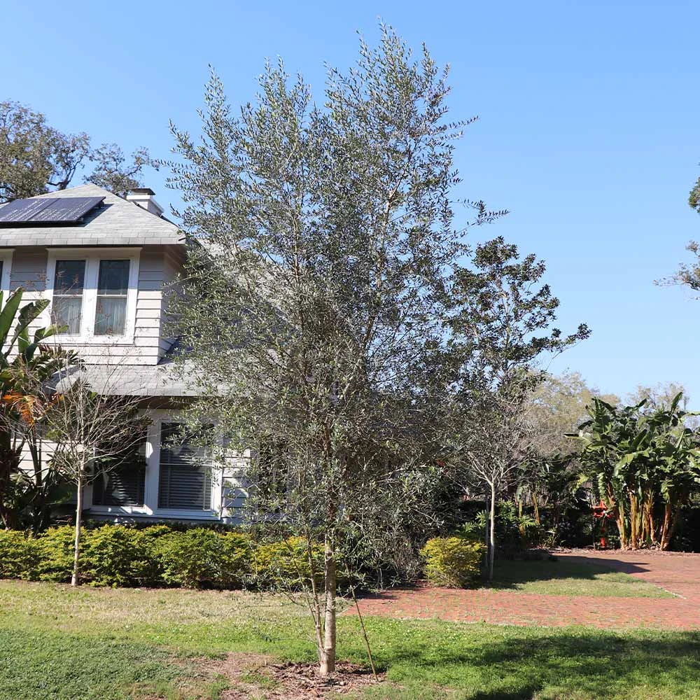 Sikitita Olive Tree 4 Sikitita Olive Tree - Image 2