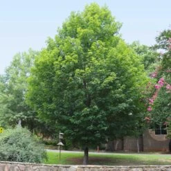Silver Maple Tree -Garden Plants Silver Maple Tree 6