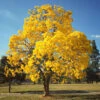 Yellow Trumpet Tree -Garden Plants Silver Trumpet Tree FGT 600x600 a83e0fab f02d 4b44 8181 597614f3364d