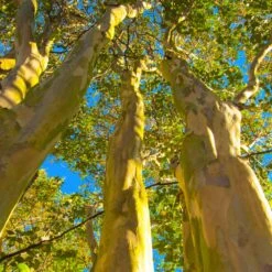 Sioux Crape Myrtle -Garden Plants Sioux Crape Myrtle