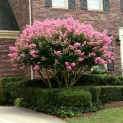 Sioux Crape Myrtle -Garden Plants Sioux Crape myrtle 2