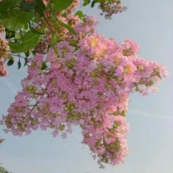 Sioux Crape Myrtle -Garden Plants Sioux Crape myrtle 4 FGT