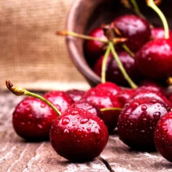 Skeena Cherry Tree 7 Skeena Cherry Tree -Garden Plants Skeena Cherry 4 FGT