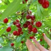 Skeena Cherry Tree -Garden Plants Skeena Cherry FGT 600X600 1304eed1 04ee 4e47 9ef3 8afb5cd1cf53