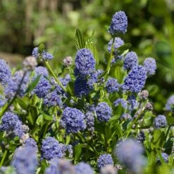 Skylark California Lilac 7 Skylark California Lilac -Garden Plants Skylark California Lilac 3 FGT