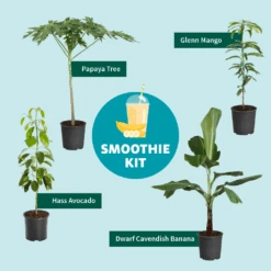 Papaya Tree -Garden Plants Smoothie Kit Graphic 11ae7b3b 499b 4165 a9bd 09be178c93af