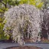 Snow Fountains® Weeping Cherry Tree -Garden Plants Snow Fountains Weeping Cherry FGT 600x600 b932e64b fb28 4b2a b164 ea90e6be8b0b