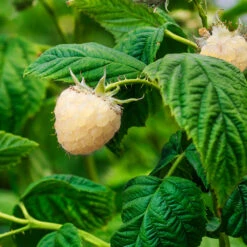 Snowbank White Blackberry Bush -Garden Plants Snowbank Blackberry 1
